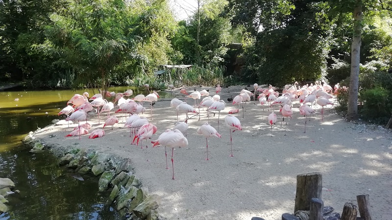 Flamingos